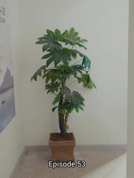 Captain Shepard - Episode 53