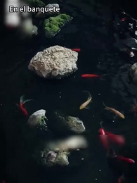 Mi admiradora Estrella por la depreciación - Episode 21