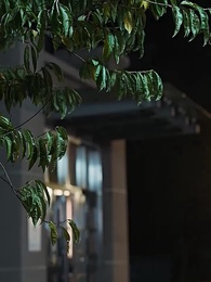 Episódio 63 - Presidente Miguel: Ambição de um Legado Familiar