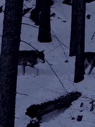 Nikita: Alpha King's 3-Time Rejected Mate - Episode 1