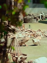 第50集 - 重生七零再高嫁