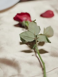 Dare you to love again, Mr. CEO - Episode 22