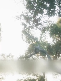 Episódio 62 - Renascida para Vingar a Lua