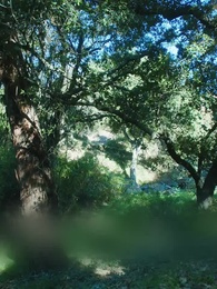 Episodio 12 - Renacido para vengar a la traicionada Luna