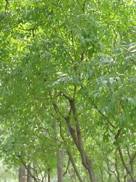 Boss, Your Wife Escaped - Episode 13