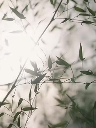 第87集 - 宸王的罪妃