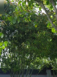 Too Late To Love You Again - Episode 61