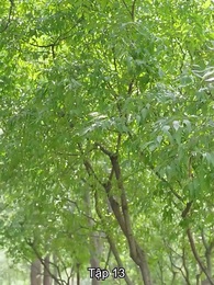 Tập 13 - Thực Tập Sinh Là Vợ Sếp