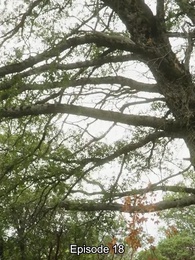 Der ungewollte Partner - Episode 18