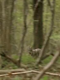 Episode 1 - Mated to the Alpha King