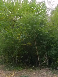 Episode 69 - The Reborn Princess