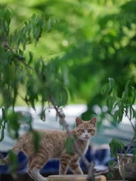 第66集 - 賢妻扶我凌雲志