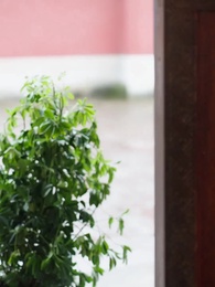 Episode 36 - Palace Love: Bump Into the King