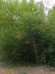 Episode 69 - Putri yang Hidup Lagi