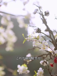 月に誓うは 偽りの愛 - Episode 11