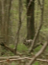 Dominando el Rey Alfa - Episode 1