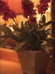 Episode 28 - The CEO's Tempting Secretary