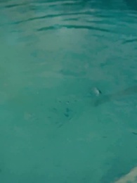 Episodio 27 - El Regreso de la Directora Ejecutiva