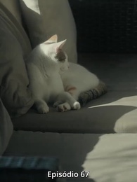 O Par Perfeito Rejeitado - Episode 67