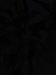 The Alpha King's Wolfless Luna - Episode 11