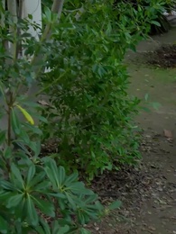 O Retorno da Senhora CEO - Episode 25