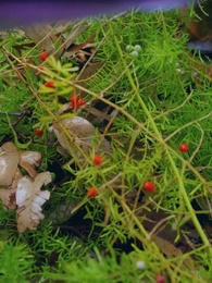 Isle of Conquest: No Man's Land - Episode 7