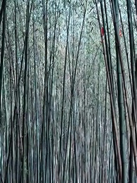 The Rich Girl and Her Double - Episode 20