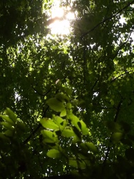 Episodio 42 - El Alfa Prohibido