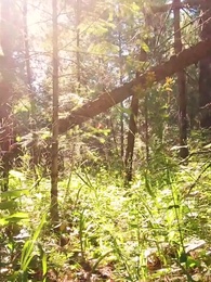 Episode 43 - A Love By Fate