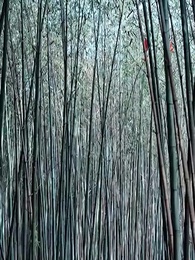 Putri Konglomerat - Episode 20