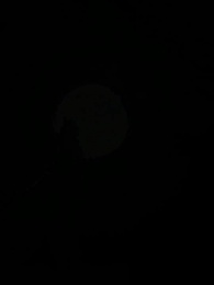 Episode 1 - Blitzheirat mit meinem Alpha