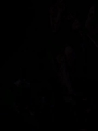 Episodio 30 - La Luna sin Lobo del Rey Alfa