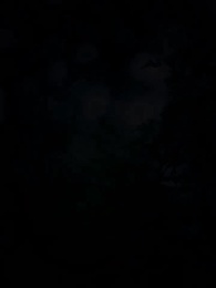 La Luna sin Lobo del Rey Alfa - Episode 1