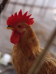 第39集 - 肅清風