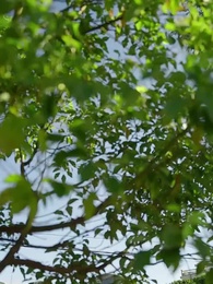 第26集 - 風吹父子心