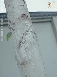 第37集 - 龍頭至尊