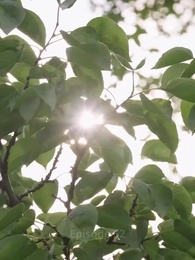 Episode 52 - The "Ailing" President's New Romance