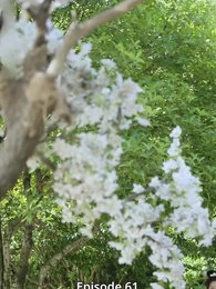 Episode 61 - Panduan Hidup di Harem Sang Budak Cinta