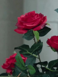 O Rei Alfa e Seu Amor Rejeitado - Episode 19