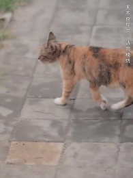 第12集 - 物價貶值後被美女總裁倒追