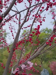 我有一個神奇古董店 - Episode 13