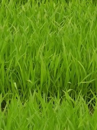 The Rebel Crazy Woman - Episode 5