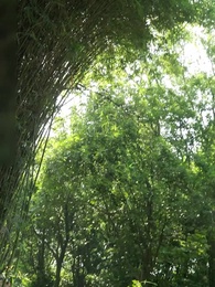 Tập 54 - Mộng Tương Tư