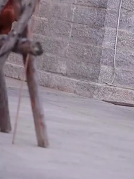 16화 - 총독저택의 아가씨