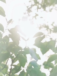 CEO Gila - Episode 26