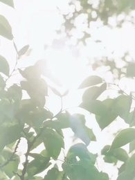 電撃結婚 ワケあり社長の求愛 - Episode 26