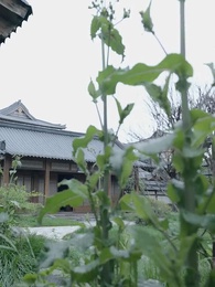 古代で宦官様をやっています - Episode 53