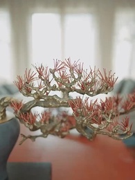 Crush On His Hidden Wife - Episode 54