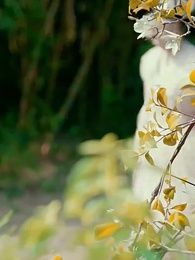 第60集 - 昭昭殊榮