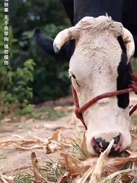 第1集 - 歲月神偷